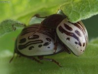 Leaf Beetle