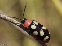 Eight-spotted Flea Beetle