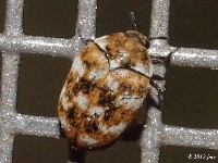 Varied Carpet Beetle