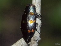 Metallic Wood-boring Beetle