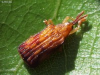 Basswood Leaf Miner