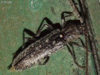 Long-horned Beetle