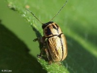 Pachybrachis Leaf Beetle