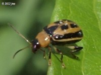 Bean Leaf Beetle