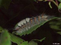 Tussock Moth Caterpillar