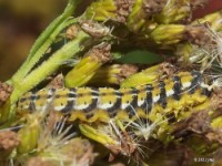 Flower Moth Caterpillar