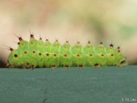 Luna Moth Caterpillar(early instar)