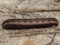 Armyworm Moth Caterpillar