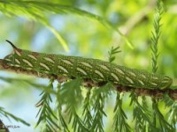 Baldcypress Sphinx Moth Caterpillar