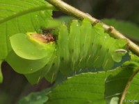 Polyphemus Moth Caterpillar