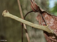 Curved Tooth Geometer Moth Caterpillar