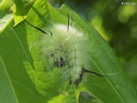 American Dagger Moth Catepillar