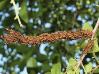 Drexel's Datana Moth Caterpillar