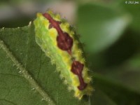 Purple-Crested Slug Moth Caterpillar(Mildly Venomous)