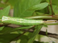 Prominent Moth Caterpillar