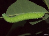 Walnut Sphinx Moth Caterpillar