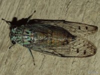 Hieroglyphic Cicada