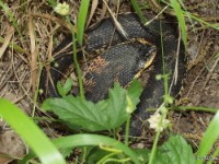 Eastern Hognose Snake