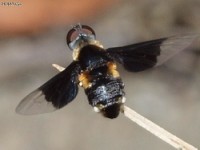 Bee Fly