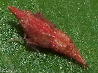 Leafhopper Nymph