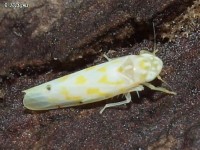 Leafhopper