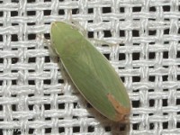 Leafhopper