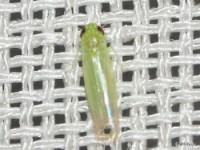 Potatoe Leafhopper