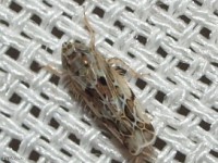 Leafhopper