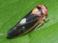 Leafhopper