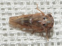 Leafhopper