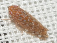 Leafhopper