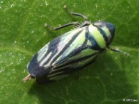 Leafhopper