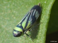 Leafhopper