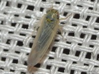 Leafhopper