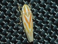 Leafhopper