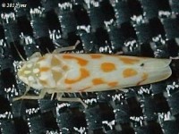 Leafhopper