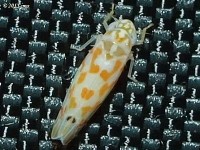 Leafhopper