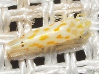 Leafhopper