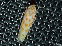 Leafhopper