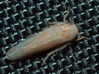 Leafhopper