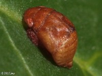 Leafhopper