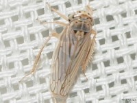 Gray Lawn Leafhopper