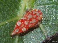 Leafhopper Nymph