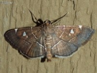 Crambid Snout Moth