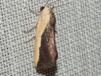 Owlet Moth