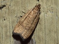 Black-fringed Leaftier Moth