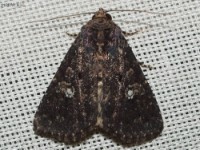 Dusky Groundling Moth