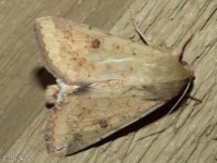 Corn Earworm Moth