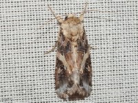 Yellow-striped Armyworm Moth