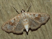 Palpita sp. Moth